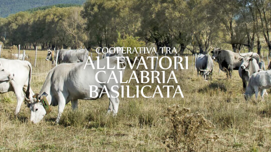 _chi siamo